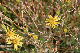 Image of smooth threadleaf ragwort