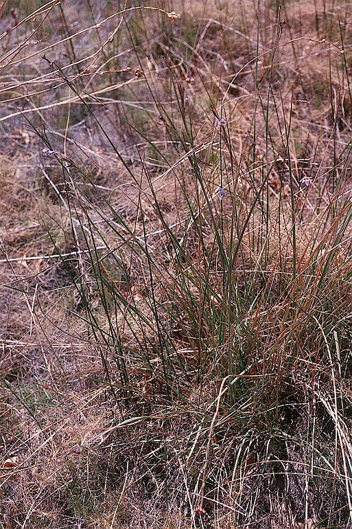 Image of Nevada Blue-Eyed-Grass