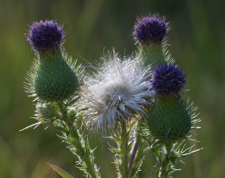 Image of Spear Thistle