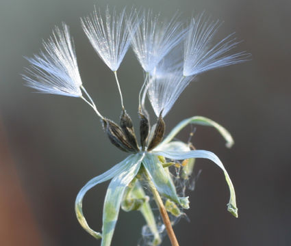 Image of prickly lettuce