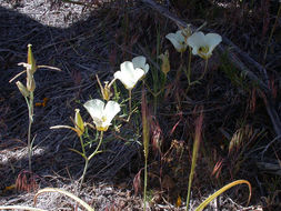 Calochortus leichtlinii Hook. fil. resmi