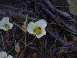 Calochortus leichtlinii Hook. fil. resmi