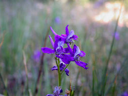 Image of twolobe larkspur