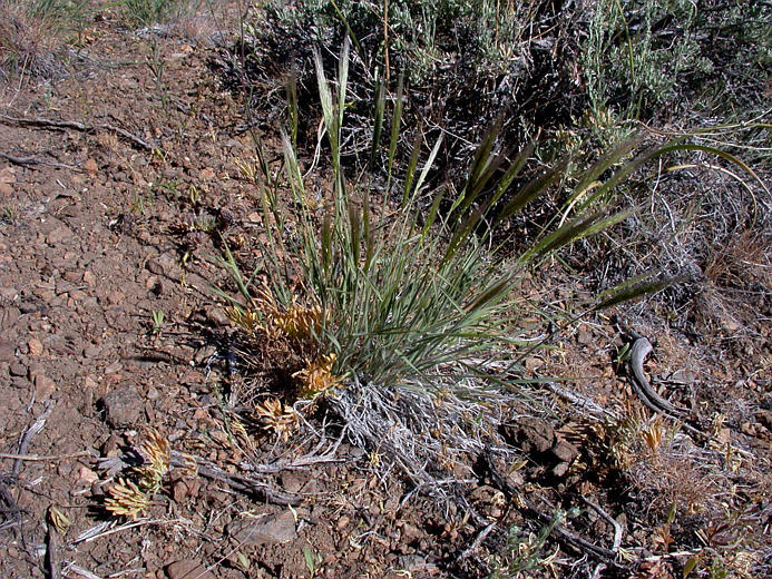 Imagem de Elymus elymoides (Raf.) Swezey