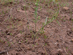 Lomatium canbyi (Coult. & Rose) Coult. & Rose resmi