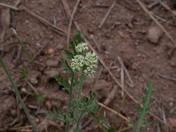 Lomatium canbyi (Coult. & Rose) Coult. & Rose resmi