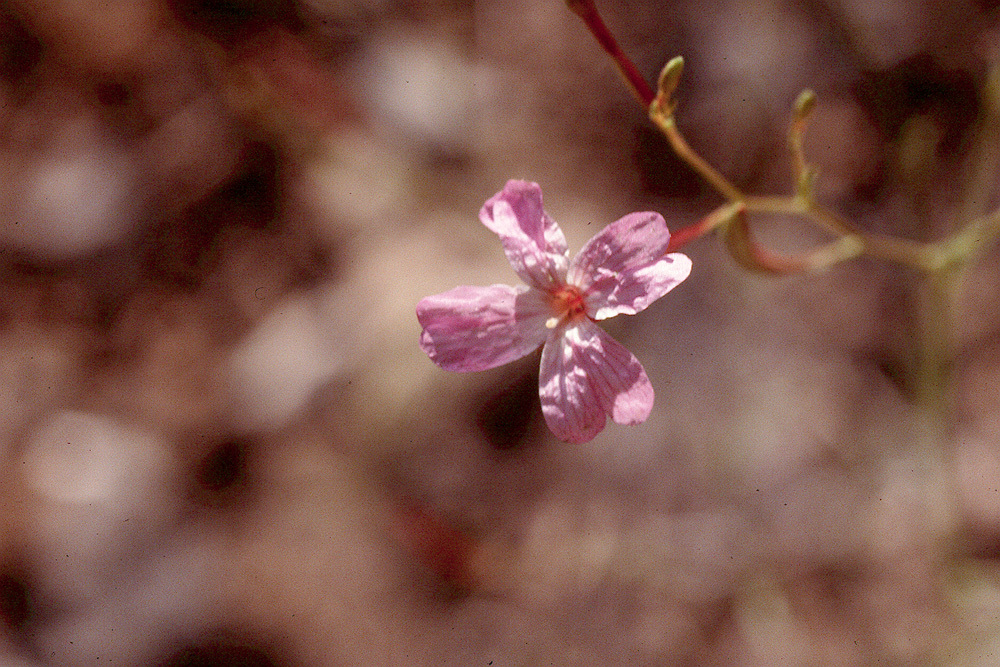 Image of tall annual willowherb