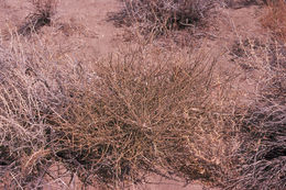 Image of Gray Ephedra