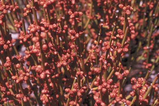 Imagem de Ephedra viridis Coville