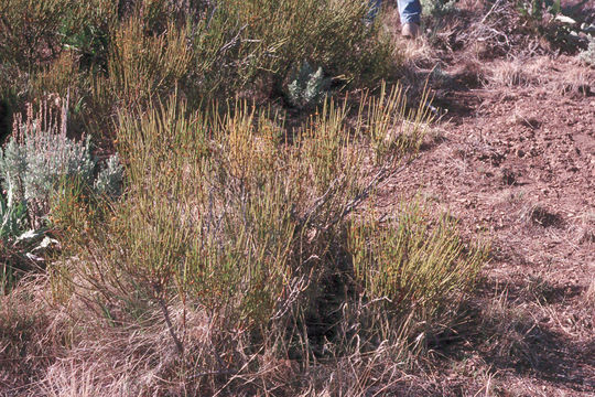 Image of Green Ephedra