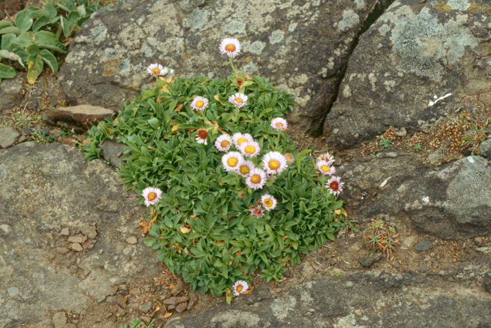 Слика од Erigeron glaucus Ker-Gawl.