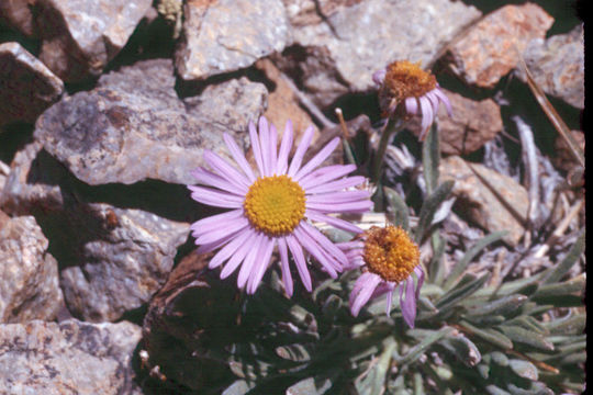 Image of stalked fleabane