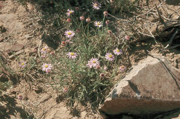 Image of Clokey's fleabane