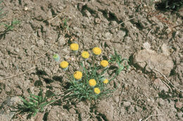 Erigeron bloomeri A. Gray resmi