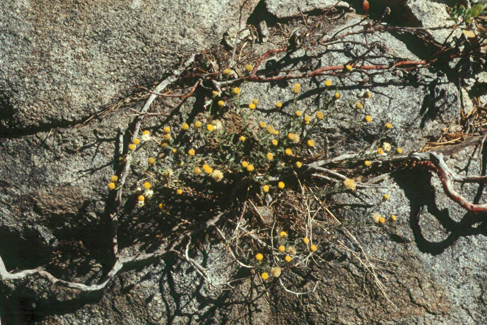 Image of Brewer's fleabane