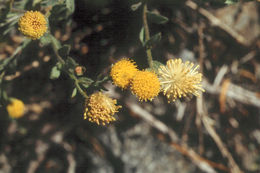 Image of Brewer's fleabane