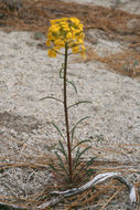 Image of sanddune wallflower