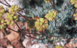 Imagem de Eriogonum caespitosum Nutt.