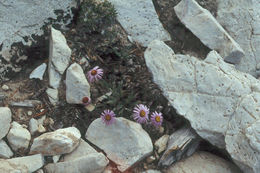 Image of Clokey's fleabane