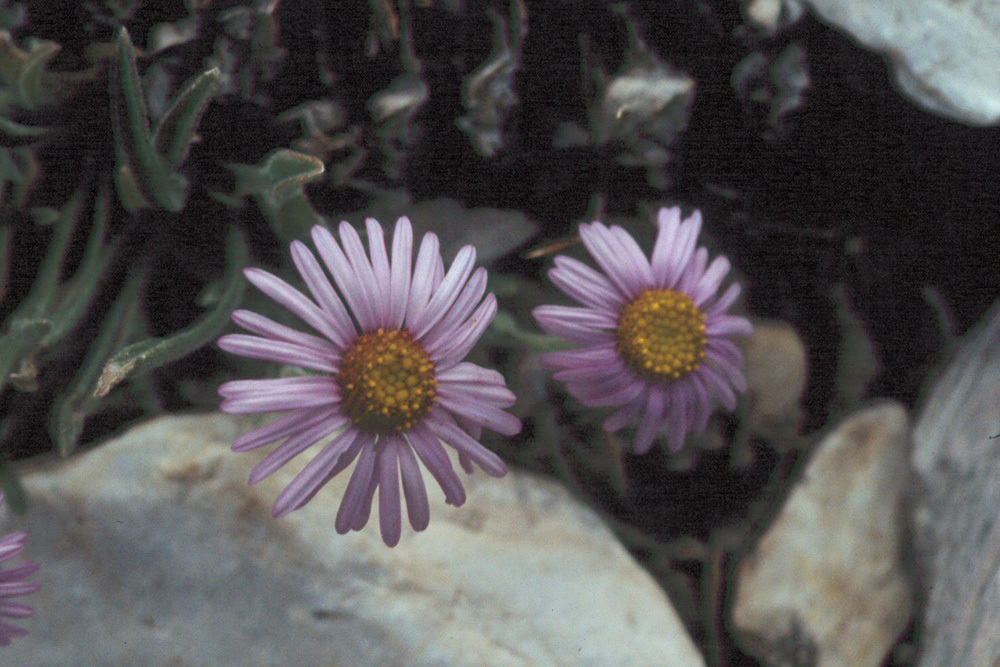 Image of Clokey's fleabane