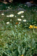 Image of large mountain fleabane