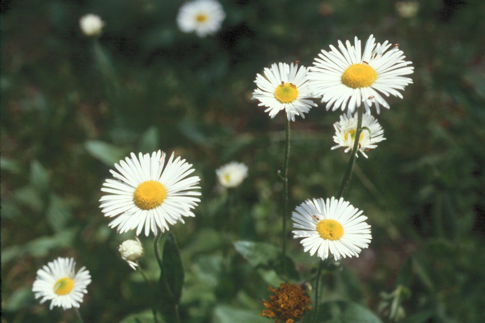 Image of large mountain fleabane