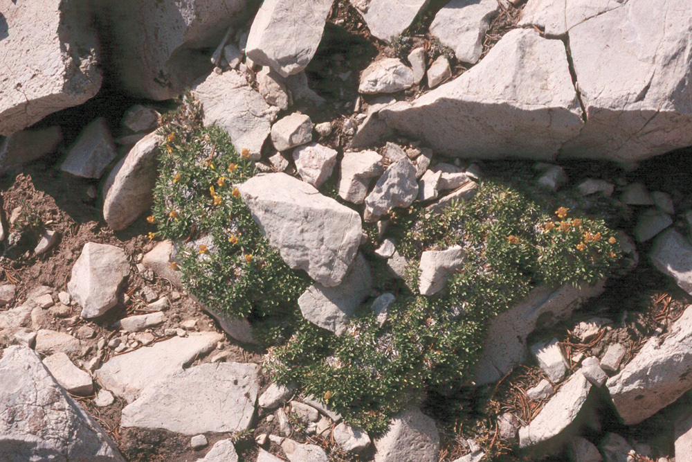 Image of stemless mock goldenweed