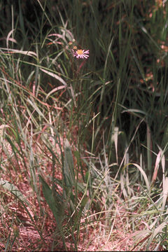 Image of Eaton's fleabane