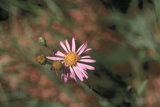 Image of Eaton's fleabane