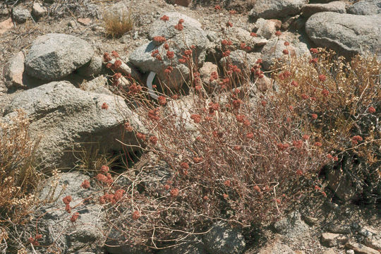 Imagem de Eriogonum fasciculatum var. polifolium (Benth.) Torrey & A. Gray