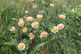 Слика од Erigeron glaucus Ker-Gawl.