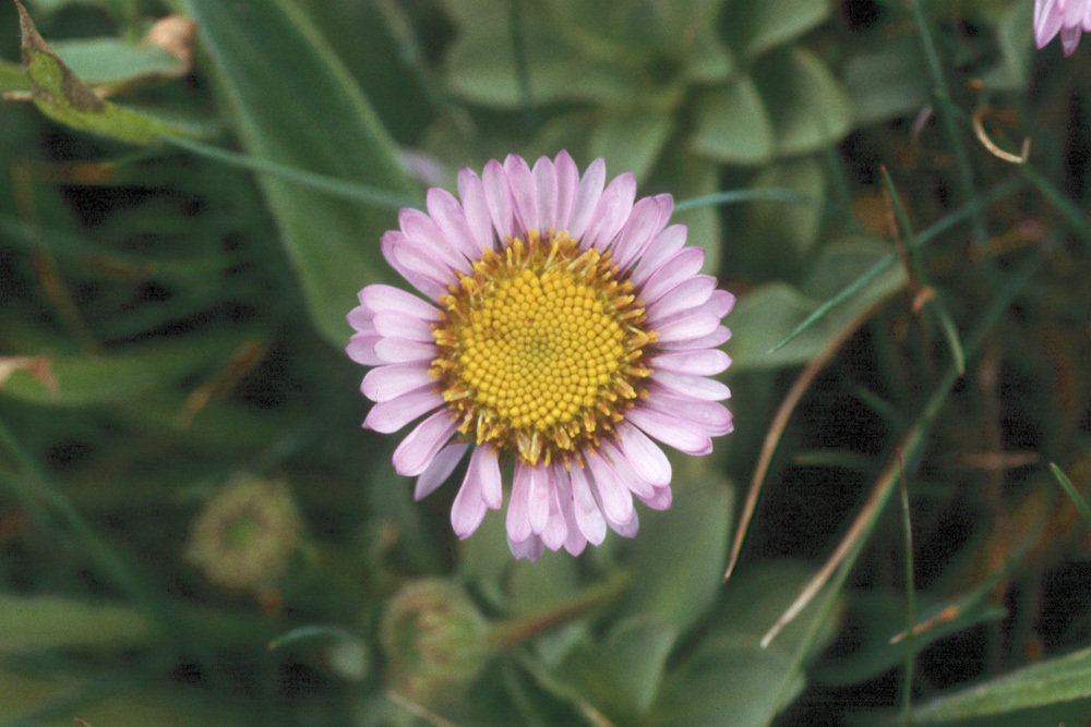 Слика од Erigeron glaucus Ker-Gawl.