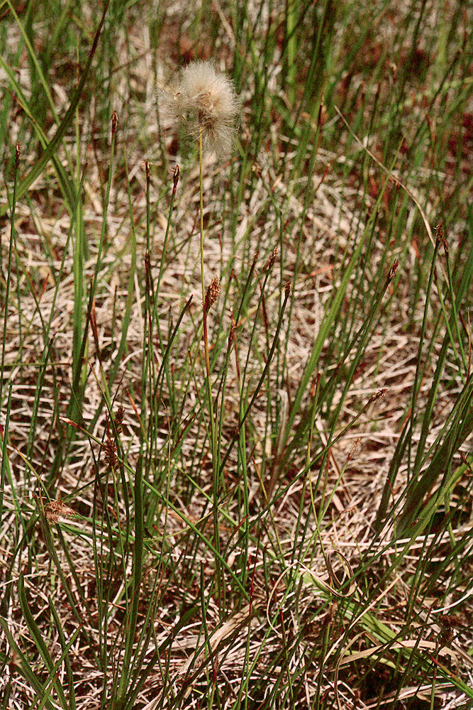 Image of <i>Eriophorum gracile</i> var. <i>caurianum</i>