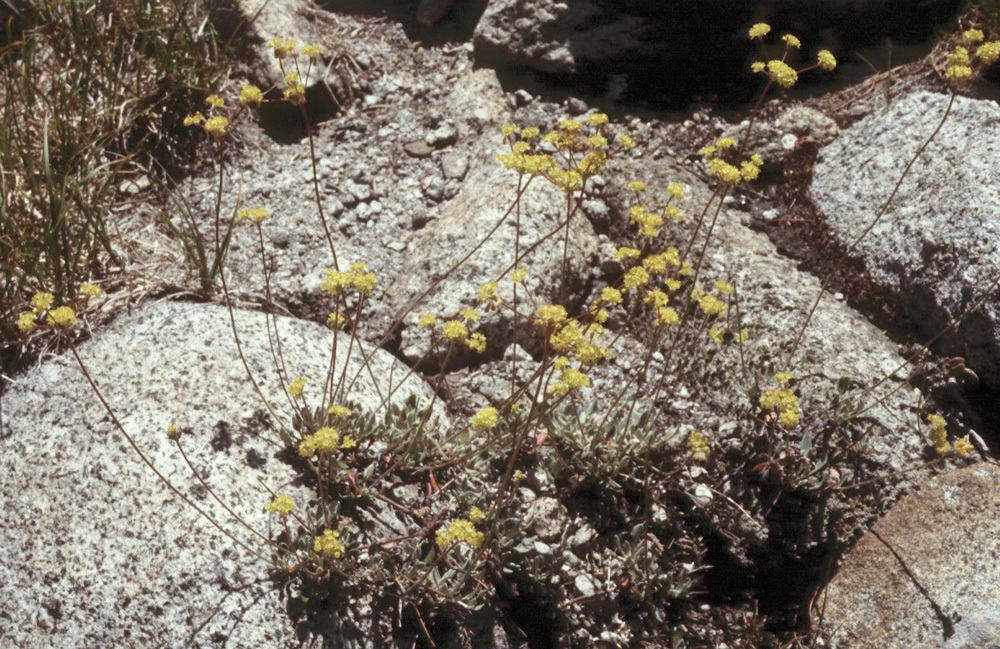 Image of frosted buckwheat