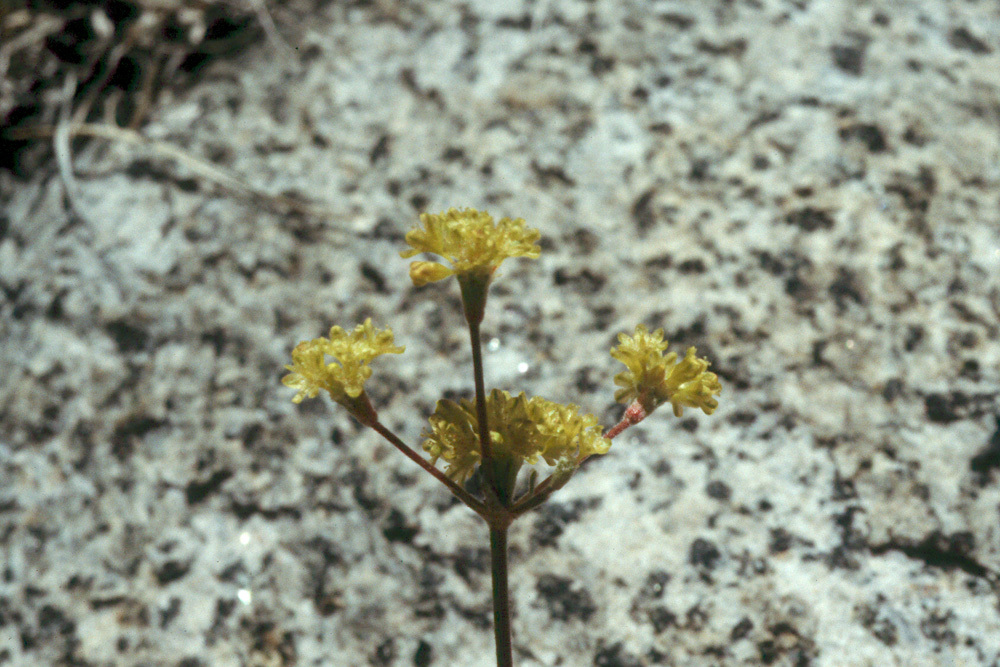 Image of frosted buckwheat