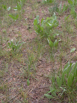 Image de Pâturin bulbeux