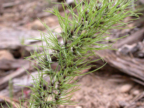 Image de Pâturin bulbeux