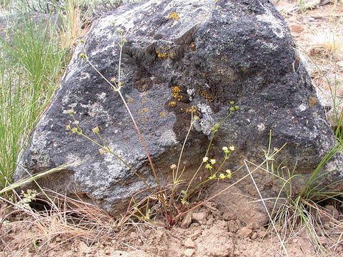 Plancia ëd Sanicula tuberosa Torr.