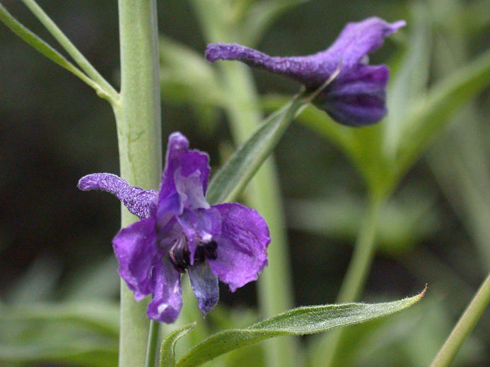 Image of Sierra larkspur