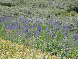 Sivun Delphinium glaucum S. Wats. kuva