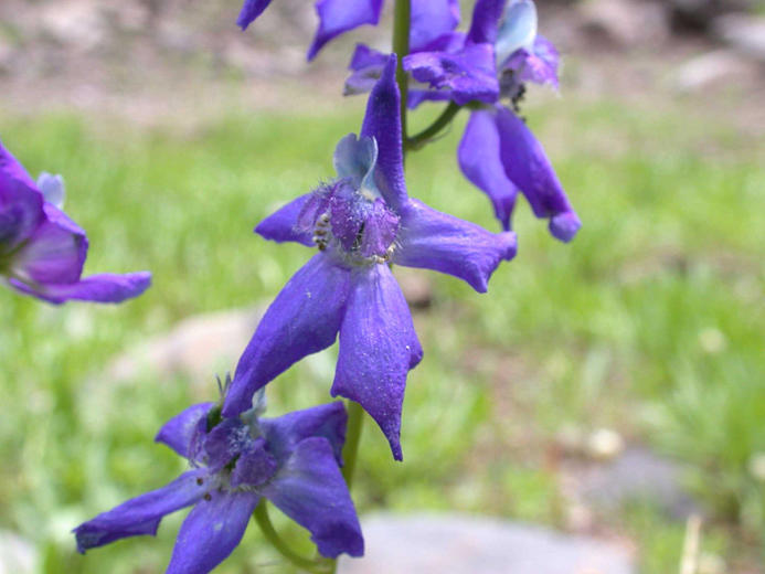 Image of twolobe larkspur