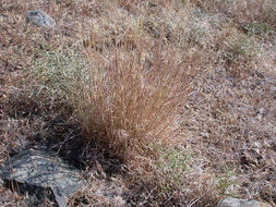 Imagem de Elymus elymoides (Raf.) Swezey