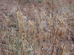 Imagem de Elymus elymoides (Raf.) Swezey