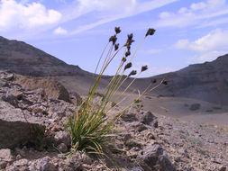 Image of Heller's sedge