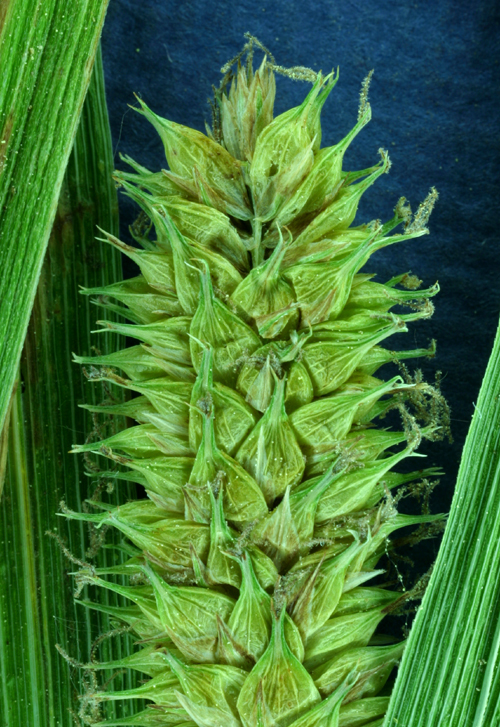 Image of Beaked sedge