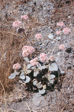 Image of seaside buckwheat