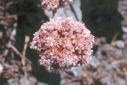 Image of seaside buckwheat