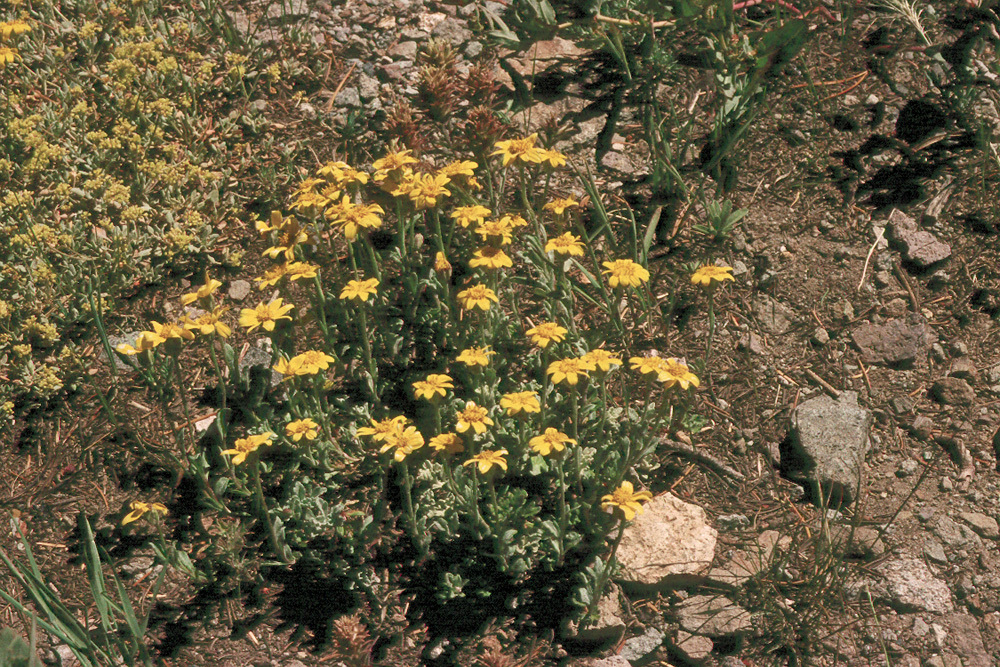 Image of Common Woolly Sunflower