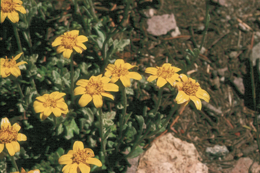 Image of Common Woolly Sunflower