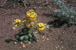 Imagem de Erysimum menziesii (Benth. & Hook. fil.) Wettst.